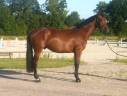 Caballo castrado Silla Francés En venta 2021 Bayo por RIGOLETTO LS