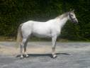 Caballo castrado Silla Francés En venta 2020 Tordo por NINTO DE BEAUFOUR