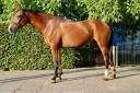 Yegua BWP Caballo de Sangre Belga En venta 2021 Bayo por QUALITY GOLD VT FARASOHOF