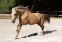 Caballo castrado PRE Pura Raza Española En venta 2020 Palomino