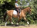 Caballo castrado AES Anglo European Studbook En venta 2020 Dun