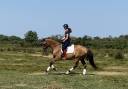 Caballo castrado AES Anglo European Studbook En venta 2020 Dun