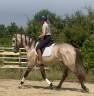 Caballo entero Lusitano En venta 2022 Tordo por Berlioz