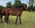 Caballo castrado Silla Francés En venta 2022 Bayo