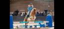 Caballo castrado Shetland En venta 2012 Pío