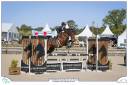 Caballo castrado sBs Caballo de Deporte Belga En venta 2016 Bayo por Nectar du murier
