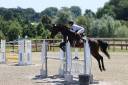 Caballo castrado Silla Francés En venta 2019 Bayo moreno por Udson de Saint Fray