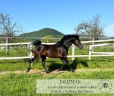 Semental Pura Sangre Arabe En venta 2021 Negro por 6373 Tango