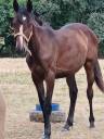 Potranca Silla Francés En venta 2024 Bayo