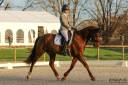 Caballo castrado Anglo-Arabe En venta 2019 Alazán tostado