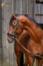 Caballo entero KWPN Caballo de Deporte Neerlandés En venta 2017 Bayo