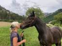 Caballo castrado Arabe Shagya En venta 2023 Bayo moreno por Eole des Sautes