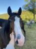 Caballo castrado Welsh Part Bred En venta 2024 Bayo