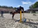 Yegua Silla Francés En venta 2020 Bayo por ARMITAGES BOY (DEU) OLD 2002