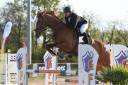 Caballo castrado Silla Francés En venta 2018 Alazán por BALOUBET DU ROUET