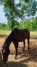Caballo castrado Silla Francés En venta 2010 Bayo