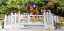 Caballo castrado Silla Francés En venta 2012 Bayo por BONHOMME II