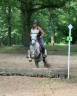 Caballo castrado Camargue En venta 2022 Tordo