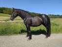 Yegua Mérens En venta 2022 Negro por ATCHOUM DU MARLET