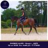 Caballo castrado AQPS En venta 2020 Bayo