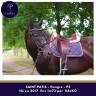 Caballo castrado Pura Sangre En venta 2017 Negro