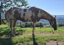 Caballo castrado Paint Horse En venta 2019 Overo por News imprint