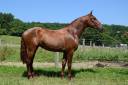 Caballo entero PRE Pura Raza Española En venta 2022 Alazán por CAPRICHOSO MANGO
