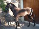 Caballo entero Lusitano En venta 2025 Negro por SOLO DE LA COMBE
