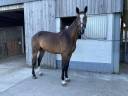 Caballo castrado Zangersheide En venta 2020 Bayo