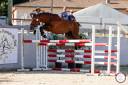 Caballo entero PFS Poni Françés de Silla En venta 2022 Bayo por CHAMPAGNE D AR CUS