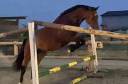 Caballo castrado Silla Francés En venta 2021 Bayo por Salto de l Isle