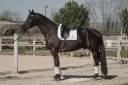 Caballo castrado Silla Francés En venta 2021 Negro