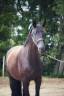 Caballo castrado Silla Francés En venta 2021 Negro