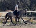Luna – Potra PRE con nobleza, corazón y calidad 