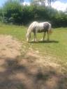 Yegua Gypsy Cob En venta 2018 Pío por BRAVEHEART