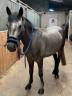 Caballo castrado Connemara En venta 2021 Tordo por CAISLEAN GEARR MALACHI