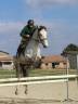 Caballo castrado Origen No Constatado En venta 2016 Tordo