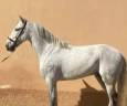Caballo castrado PRE Pura Raza Española En venta 2015 Tordo