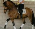 Caballo castrado PRE Pura Raza Española En venta 2018 Otra capa