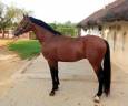 Caballo entero Arabe En venta 2021 Bayo