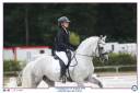 Semental Connemara En venta 2014 Tordo por Paps Late