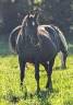 Yegua Paint Horse En venta 2015 Negro