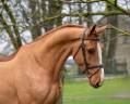 Caballo castrado Zangersheide En venta 2020 Alazán por CUBA LIBRE DE MUZE Z