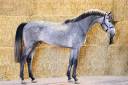 Caballo entero Zangersheide En venta 2022 Tordo por FOR JOY VAN 'T ZORGVLIET