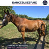 Caballo castrado Pura Sangre En venta 2016 Alazán por FEEL LIKE DANCING