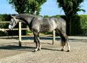 Caballo castrado Zangersheide En venta 2020 Tordo por CASHPAID J&F