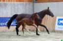 Yegua de ganadería Silla Francés En venta 2015 Bayo