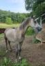 Caballo castrado Pura Sangre Arabe En venta 2022 Tordo por No Records.