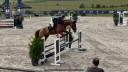Caballo castrado BWP Caballo de Sangre Belga En venta 2021 Alazán por No Comment de Septon