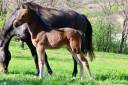 Potranca Silla Francés En venta 2025 Bayo